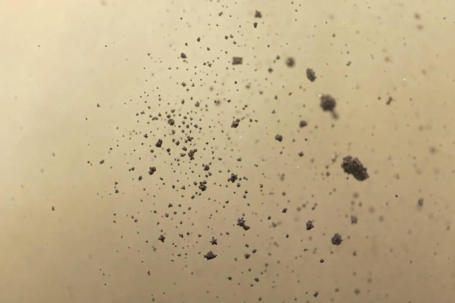 Macrophotographie du même pigment noir dispersé en fines particules éparses